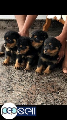 Rottweiler puppies for sale 3 