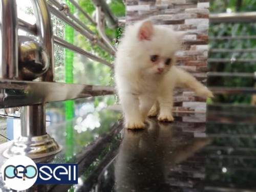 50 days old Persian Kittens for sale 0 
