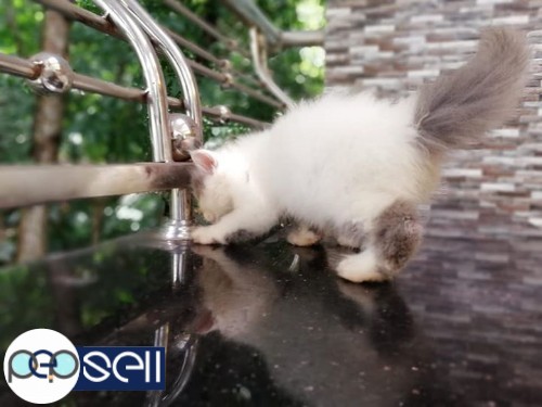 50 days old Persian Kittens for sale 1 