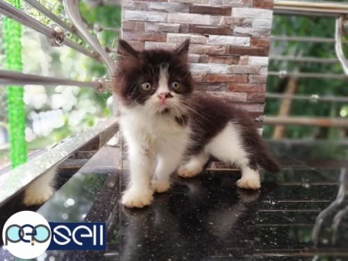 50 days old Persian Kittens for sale 2 