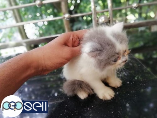 50 days old Persian Kittens for sale 3 
