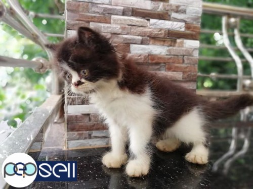 50 days old Persian Kittens for sale 5 