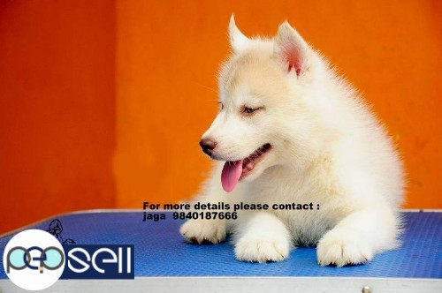 Siberian Husky   puppies for sale in chennai 9840187666 0 