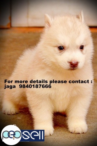 Siberian Husky   puppies for sale in chennai 9840187666 1 