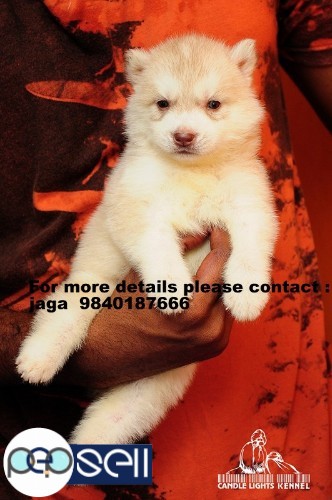 Siberian Husky   puppies for sale in chennai 9840187666 2 