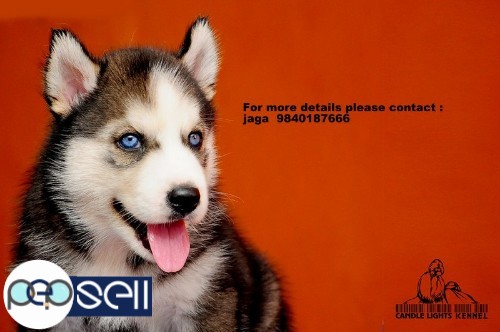 Siberian Husky   puppies for sale in chennai 9840187666 3 