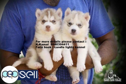 Siberian Husky   puppies for sale in chennai 9840187666 4 