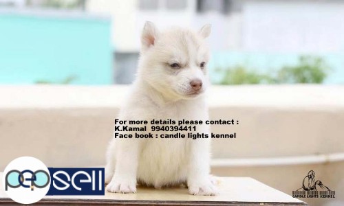 Siberian Husky   puppies for sale in chennai 9840187666 5 