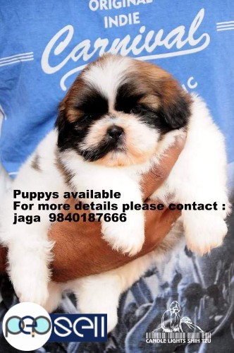 shih tzu puppies for sales in chennai 9840187666 0 