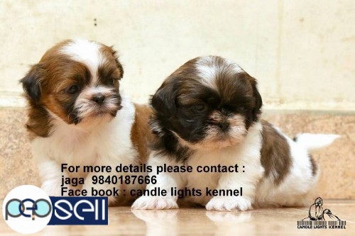 shih tzu puppies for sales in chennai 9840187666 1 