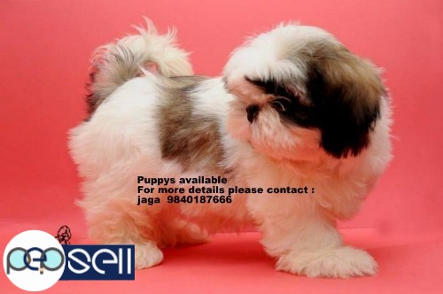 shih tzu puppies for sales in chennai 9840187666 2 