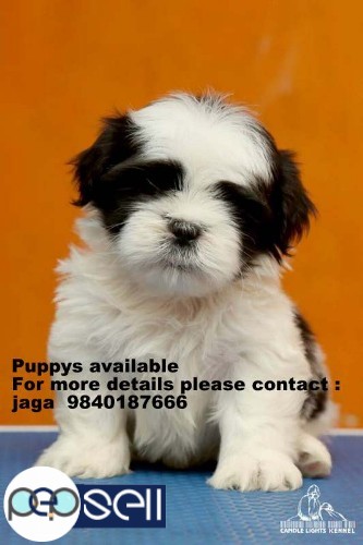 shih tzu puppies for sales in chennai 9840187666 3 