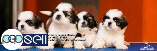 shih tzu puppies for sales in chennai 9840187666 4 