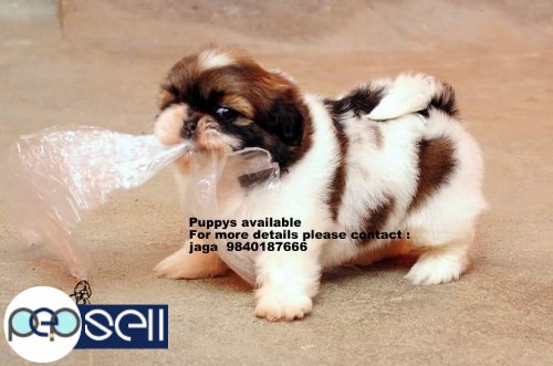 shih tzu puppies for sales in chennai 9840187666 5 