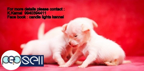 chihuahua puppies for sales in chennai 9840187666 1 
