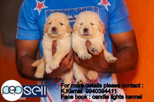 golden retriever puppies for sales in chennai 9840187666 0 