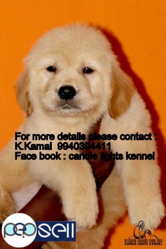 golden retriever puppies for sales in chennai 9840187666 1 
