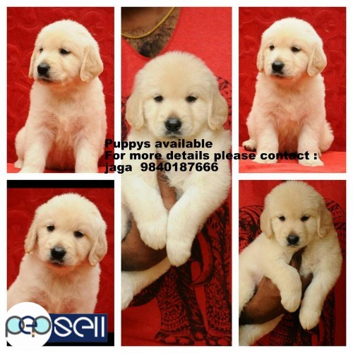 golden retriever puppies for sales in chennai 9840187666 2 
