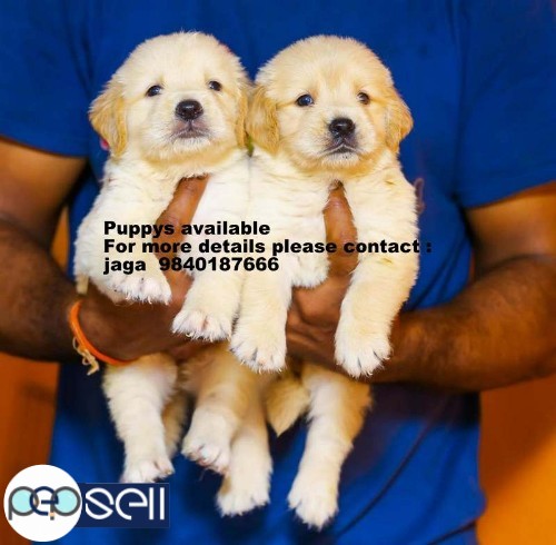 golden retriever puppies for sales in chennai 9840187666 3 