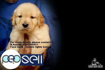 golden retriever puppies for sales in chennai 9840187666 5 