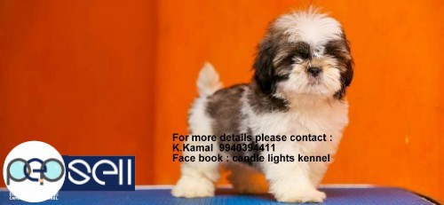 shih tzu puppy for sales in chennai 9940394411 1 