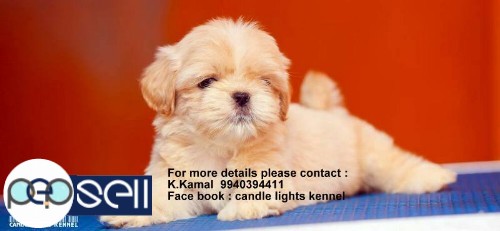 shih tzu puppy for sales in chennai 9940394411 3 