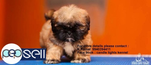 shih tzu puppy for sales in chennai 9940394411 4 