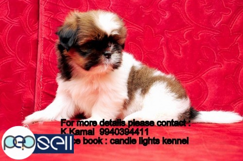 shih tzu puppy for sales in chennai 9940394411 5 