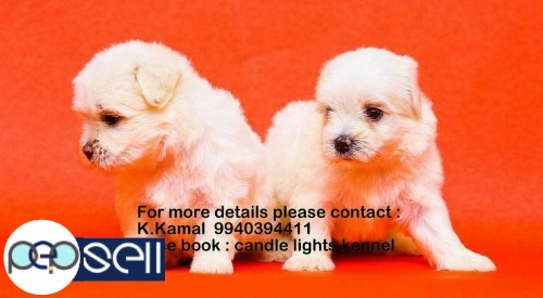 maltese puppies for sales in chennai 9940394411 0 
