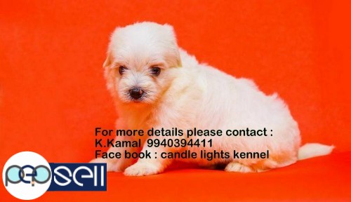 maltese puppies for sales in chennai 9940394411 2 