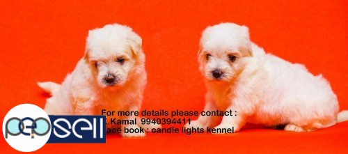 maltese puppies for sales in chennai 9940394411 3 