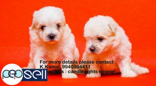 maltese puppies for sales in chennai 9940394411 4 