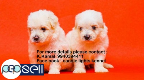 maltese puppies for sales in chennai 9940394411 5 