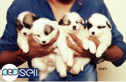 Miniature super cute Pomeranian puppies for sale. 0 