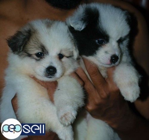 Miniature super cute Pomeranian puppies for sale. 4 