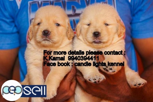 golden retriever puppies for sales in chennai 9940394411 0 