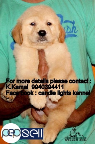 golden retriever puppies for sales in chennai 9940394411 3 