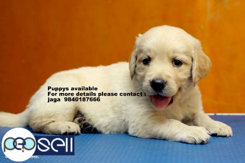 golden retriever puppys for sales in chennai  0 