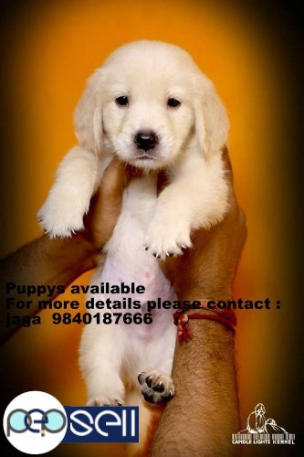 golden retriever puppys for sales in chennai  1 