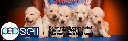 golden retriever puppys for sales in chennai  2 