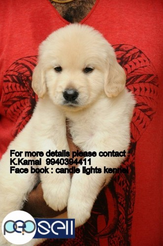 golden retriever puppys for sales in chennai  3 