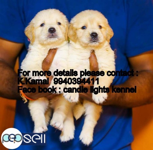 golden retriever puppys for sales in chennai  4 