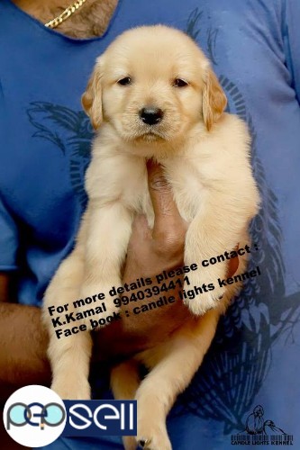 golden retriever puppys for sales in chennai  5 