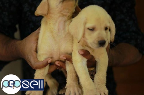 Lab female puppy for sale 2 