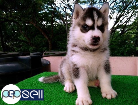 Husky female puppy available   0 