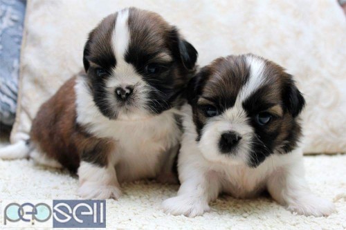 Fabulous quality and adorable shih tzu puppies available with us  2 