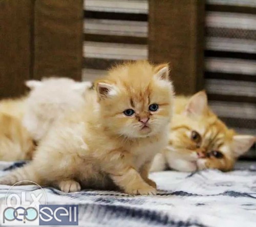 Adorable persian kittens available in Bangalore both male and female kittens 0 