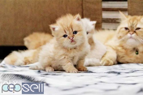 Adorable persian kittens available in Bangalore both male and female kittens 1 