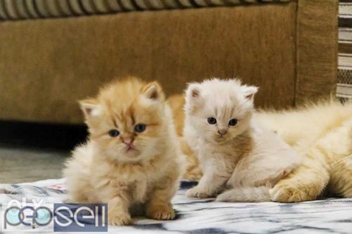 Adorable persian kittens available in Bangalore both male and female kittens 3 