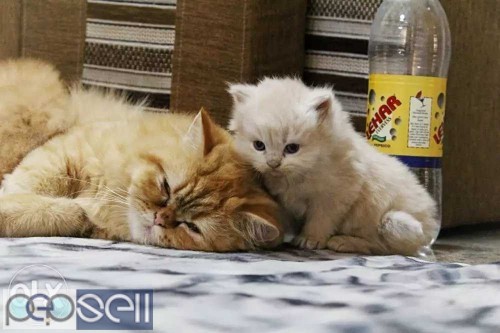 Adorable persian kittens available in Bangalore both male and female kittens 4 